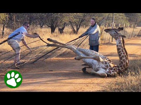 Saving A Giraffe Stuck In Fence #Video