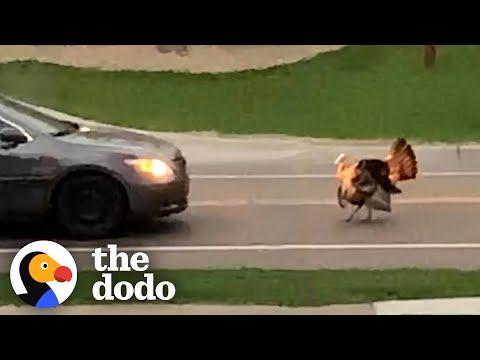 Wild Turkey Hates Cars #Video