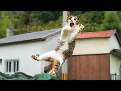 Silliest Cats on Earth | Funny Cats Videos 2025 #Video