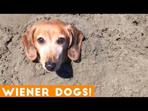 Funniest Dachshund Wiener Dog Compilation 2019 | Funny Pet Videos