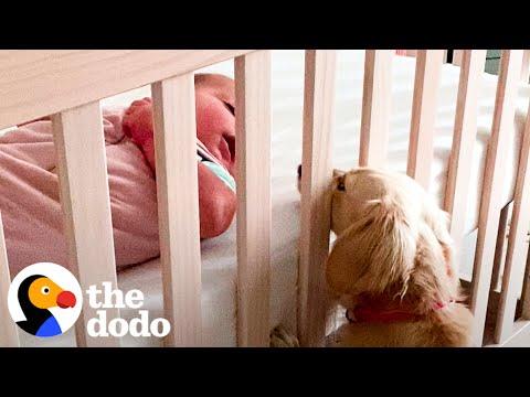 Tiny Dog Didn't Like Kids Until She Got A Baby Sister #Video