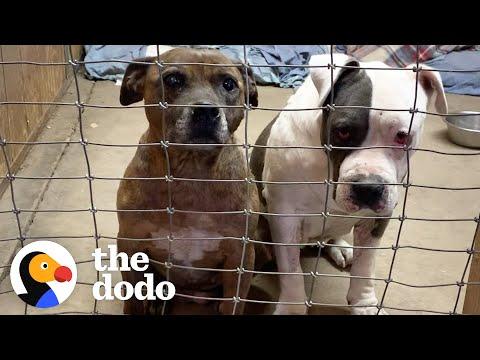Senior Pittie Sisters Who Lost Their Dad Won't Leave Each Other's Side #Video