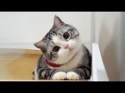 Cats use 100 cuteness - Funny Cats Videos #Video