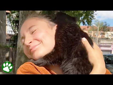 Homeless cat jumps into stranger's arms and finds new family #Video
