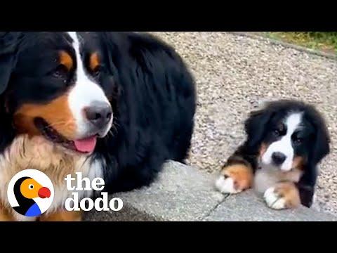Dog Gets A Mini Me #Video