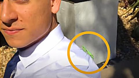 Girlfriend Shocked When Man and Praying Mantis Become Best Friends