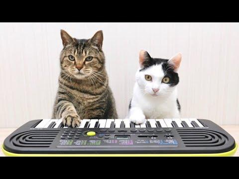 Cats and Piano #Video
