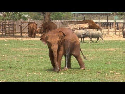 Baby elephant LekLek find the perfect way to stay cool! - ElephantNews #video