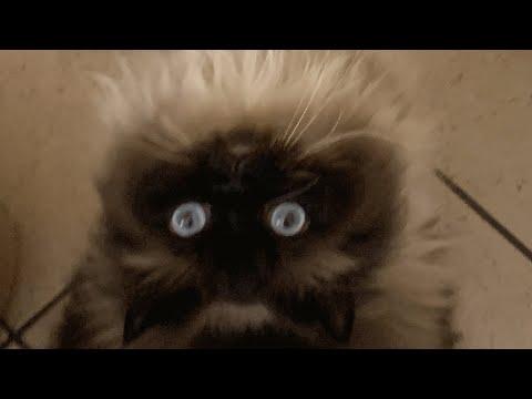 This cat was not deemed ideal. Do you agree? #Video