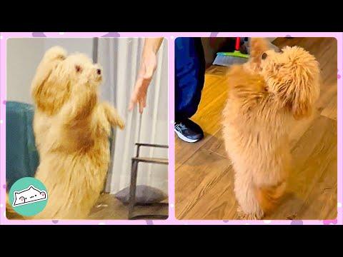 Labradoodle Shocks Parents with her Dance Moves #Video