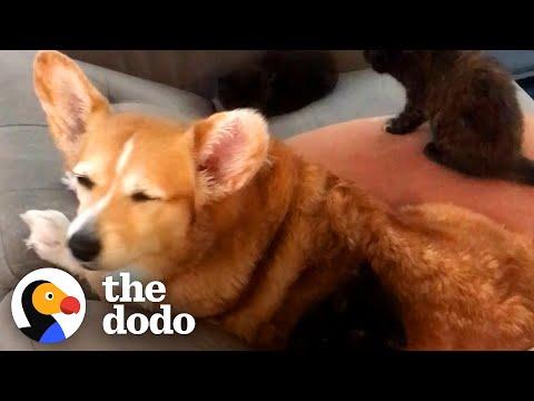Corgi Is So Obsessed With Cats, His Mom Adopts Three Just For Him #Video
