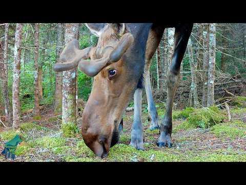 The wild happenings of far Northern Minnesota #Video