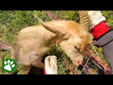 Man Hears Strange Cries and Saves a Helpless Creature! #Video