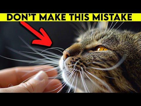The Unintended Mistake That Puts Your Cat's Life in DANGER #Video