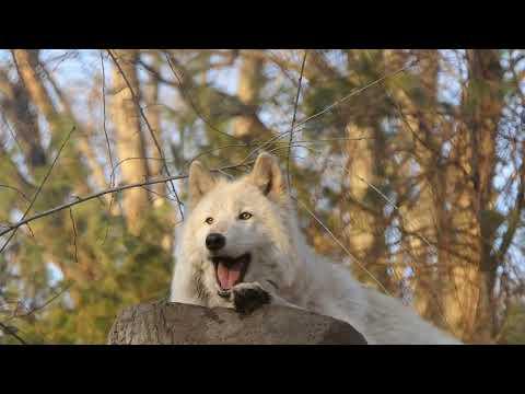 Gray Wolf Sunset Howl