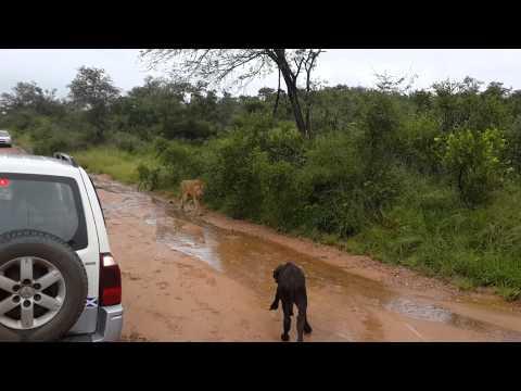 Baby Buffalo Stalked By Hungry Lion!