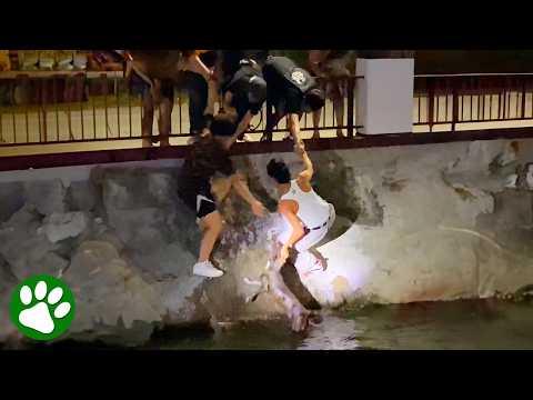 Brave Men Jump in River To Save Dog #Video