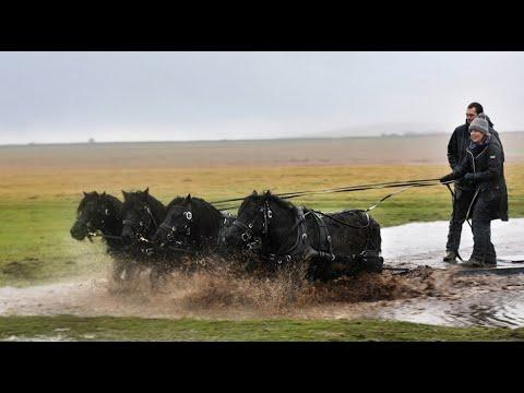 Shetland Stallions go sledging on Bodmin Moor Video! - with Hitch In Farm!