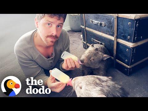 Dad To Three Rescued Wombats Gets Ready To Release Them #Video