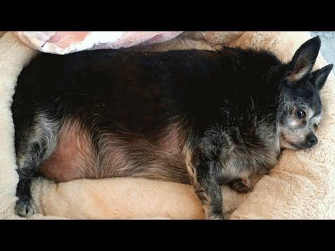 Senior chihuahua was sad and obese. So this woman adopted him. #Video