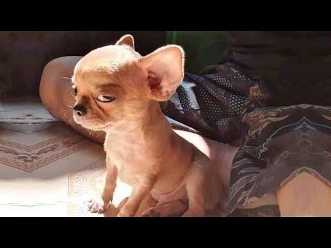 Don't trying to mess with these dog - Funny Dog Reaction #video
