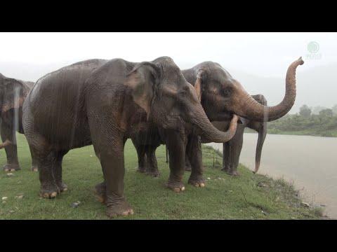 Four Rescued Elephants Enjoying The Rain And Mud Pit For The First Time! - ElephantNews #Video