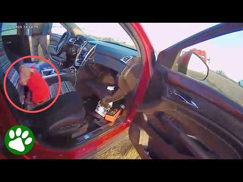 Trooper finds puppy at crash site #Video