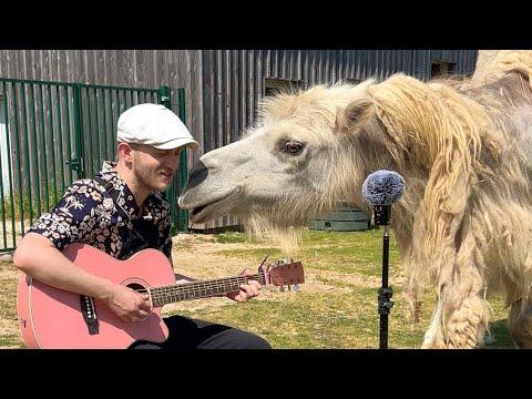 Singing for Animals Compilation #Video