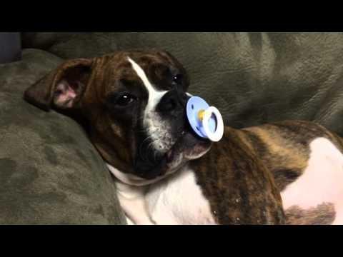 Boxer Puppy Princess Leia Loves Her Pacifier