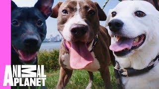 Five Insanely Cute Dog Moments From Pit Bulls & Parolees | Pit Bulls & Parolees
