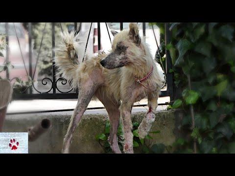 Imperfect ballerina | a rescue dog's journey to recovery #Video