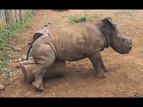 A Really Itchy Rhino. Your Daily Dose Of Internet.