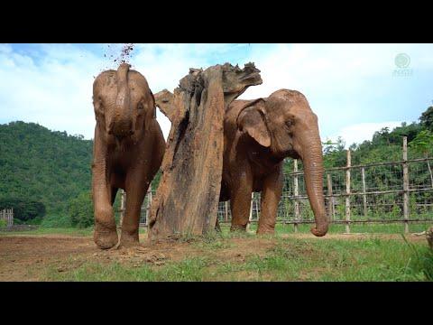 Trust and Love: MalaiThong and NamThip's Heartwarming Play - ElephantNews #Video