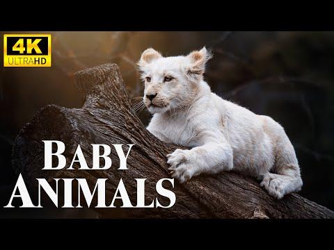 Cute Baby Animals 4K - Amazing World Of Young Animals Scenic Relaxation Film #Video