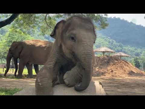 Happy Birthday To Baby Elephant Pyi Mai #Video