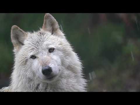 YYour Moment of Calm with a Wolf Video