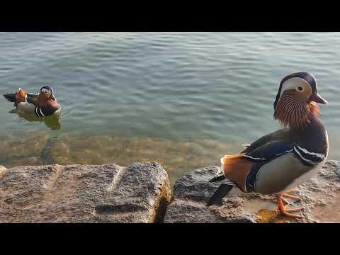 Mandarin Ducks being calm and content video