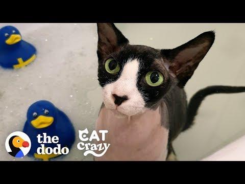 A Cat Who Is Obsessed With Water?! | The Dodo Cat Crazy