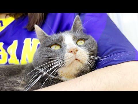 I adopted a hallucinating cat. Here's what that's like. #Video