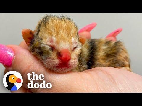 Kitten As Tiny As Computer Mouse Gives Woman Purpose #Video