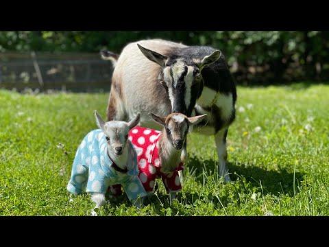 Four Day Old Twin Goats in Pajamas #Video