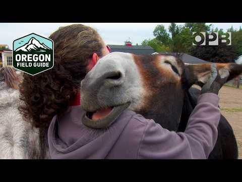 Oregon Donkey Sanctuary #Video