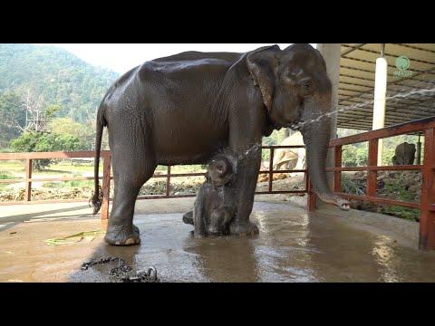 A Two Years Journey Of Baby Elephant Pyi Mai And Her Mother Kham Moon - ElephantNews #Video