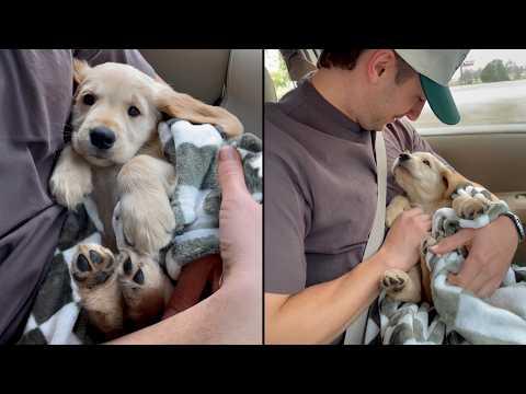 Puppy Falls In Love With Dad After Being Rescued #Video