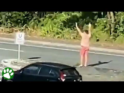 Man runs onto busy highway to stop traffic for an approaching koala #Video