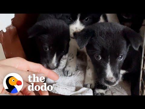 Woman Breaks Down Rescuing Puppies #Video