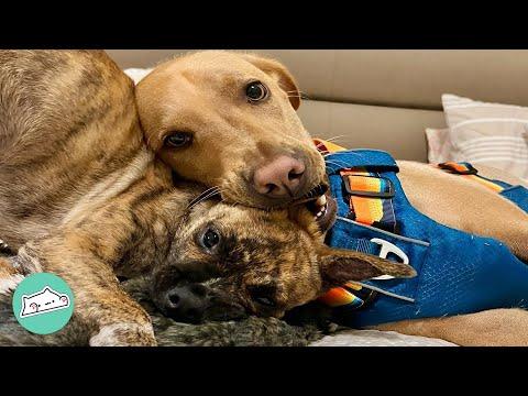 Puppy Likes To Get Into Dog Bro’s Mouth #video