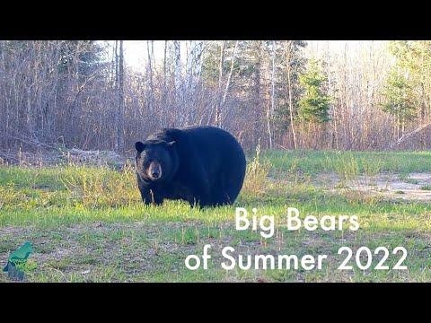 The biggest, fattest bears of Summer 2022 #Video
