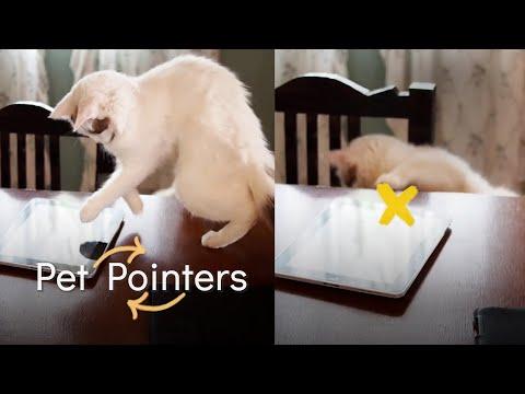 Gadgets and Gizmos | Pet Pointers #Video