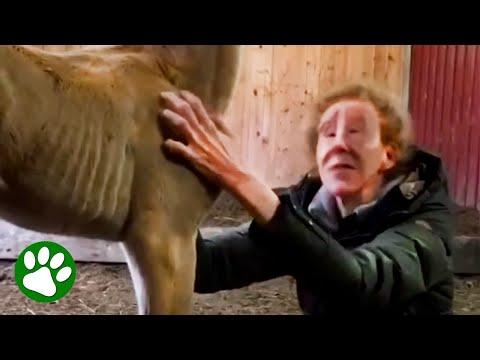 Blind horse whisperer raises foal #Video
